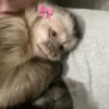 Macaco 5