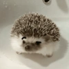 ANIMALITOS ♥️🦝 23