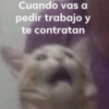 Gatos Raros😼🎩 17