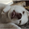Zelda, the Husky 11