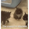 Catscatacats9 23