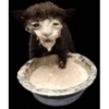 Kitty cat 24