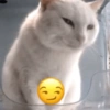 Kucing Gemoy 13