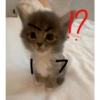 Kucing imut 2 12