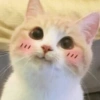 🤗💞 Gatos Tiernos 💞🤗 5