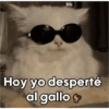 Con Hoy yo desperté al gallo