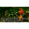 Indireta 27