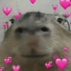 CAPYBARA ♥️🌻 23
