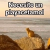 Necesito un playacetamol