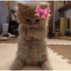 Gatos enojados 😡😡 6