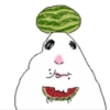 🐹 Hamster Tiktok 5📱 7