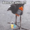 🧿 Kiwi meme Damn🦩🥝 10