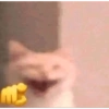 Kucing imut 2 17