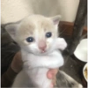 Kitty cat 14