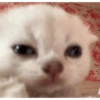 Cat Black 6