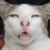 Meme kucing / cat 23