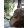 Monitos para el chat 🐒 11