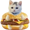 Kucing lucu cat cute 8