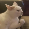 Gatitos 🤭 5