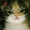 Kucing imut 2 7