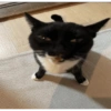 Cute cat stickers🐾🐱 8