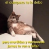 Gatos Raros😼🎩 12