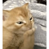 Kucing imut 2 22