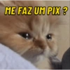 Gatinhos fofos 😹😸❤️ 6