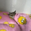 Cat meme 30