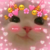 Michis Muy cutes 🩷🐱 13