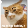 Animaleitos gracioso😸 18