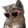 Gatos Icon😻💞⭐ 17
