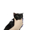 Guji Gosong Kitty 6