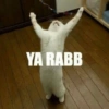 Cat meme 13