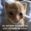 Memes de gatinhos 9