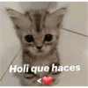 Gatitos amorosos 😺💘🥰 11