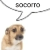Cachorro meme 11