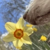 🌻 Flores amarillas 💐perros 2🐕 17