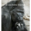 Goril 10