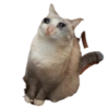 Sad Cats 8