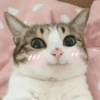 Gatitos Reacciones ☺️😌 14