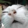 😻 GATITOS INFALTABLES 😻 13