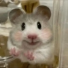 Hamster Reacciones🐁💕 9