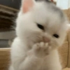😻 GATITOS INFALTABLES 😻 15