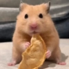 Hamster Reacciones🐁💕 7