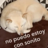 🐱🐾🐶 irl pets l 🐶🐾🐱 25
