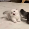 Радостный котёнок