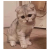 Милый котенок 25