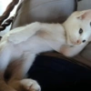 ❣️🐱Michito reacciones🐱❣️ 7