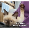 Kucing ini ramah!!! 7